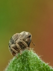 Phaeopholus