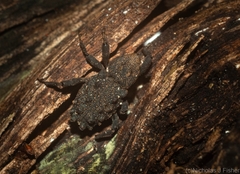 Poropterus variabilis