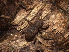 Poropterus difficilis