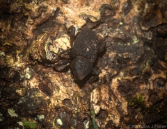 Poropterus variabilis