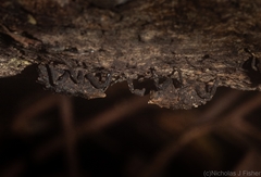 Poropterus variabilis