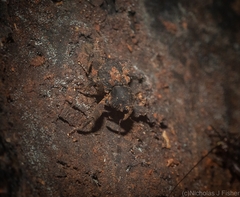 Methidrysis afflicta