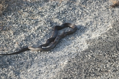 Pseudonaja affinis exilis