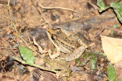 Leptodactylus paranaru