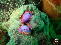 Mexichromis macropus