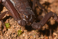 Tityus dedoslargos