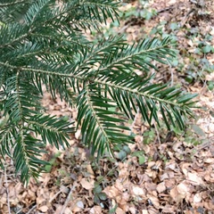 Abies alba