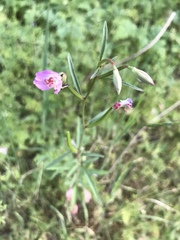 Clarkia delicata