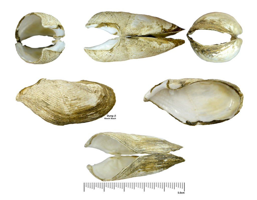 Gabb's Piddock