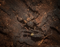 Methidrysis afflicta