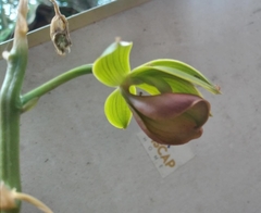 Mormodes