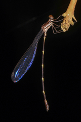 Platystictidae