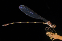 Platystictidae