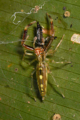 Itata