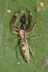 Itata