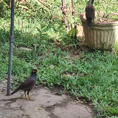 Acridotheres tristis