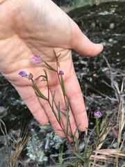 Clarkia delicata