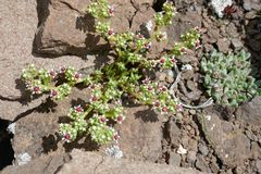 Crassula peploides