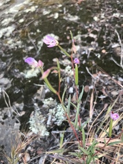 Clarkia delicata