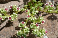 Crassula peploides