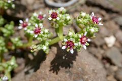Crassula peploides