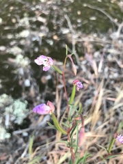 Clarkia delicata