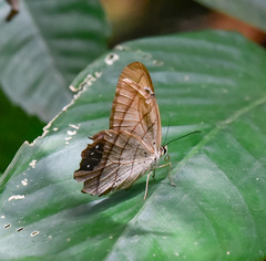 Pierella lamia chalybaea