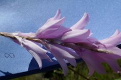 Dierama robustum