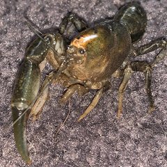 Engaeus cunicularius