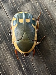 Pachnodella impressa