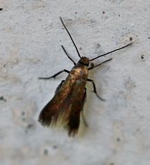 Augasma aeratella