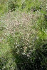 Geranium drakensbergensis