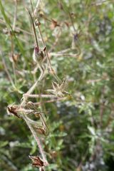 Geranium drakensbergensis