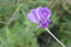 Geranium drakensbergensis