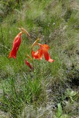 Gladiolus saundersii
