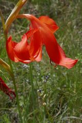Gladiolus saundersii