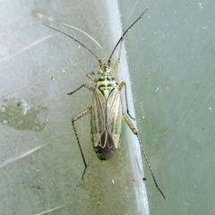 Oncotylus viridiflavus