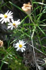 Athrixia angustissima