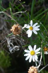 Athrixia angustissima