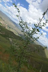 Polemannia simplicior