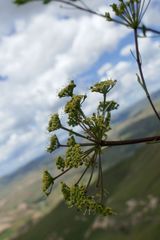 Polemannia simplicior