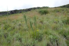 Polemannia simplicior