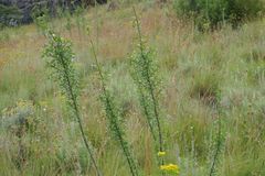 Polemannia simplicior