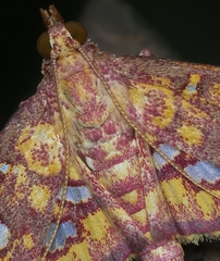 Rhectothyris gratiosalis