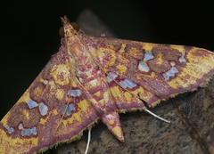 Rhectothyris gratiosalis