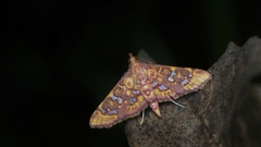 Rhectothyris gratiosalis