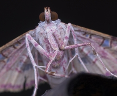 Rhectothyris gratiosalis
