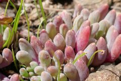 Othonninae
