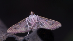 Rhectothyris gratiosalis
