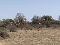 Giraffa camelopardalis antiquorum